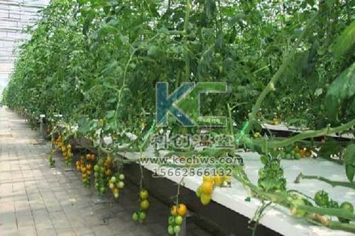 無土栽培，無土栽培技術(shù)，無土栽培設(shè)備