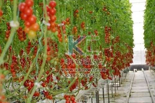 無土栽培，無土栽培技術(shù)，無土栽培設(shè)備