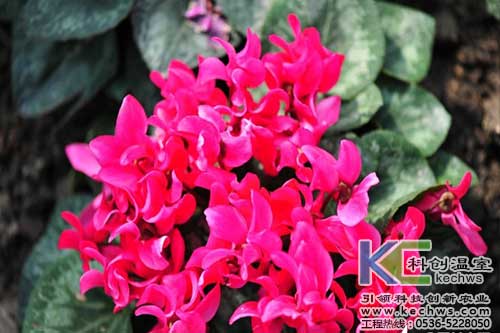 無土栽培，無土栽培技術，無土栽培設備